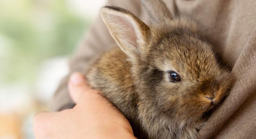 Szörnyű, amit egy nyúllal tett a kecskeméti pár, a történtek végül bírósági eljáráshoz vezettek