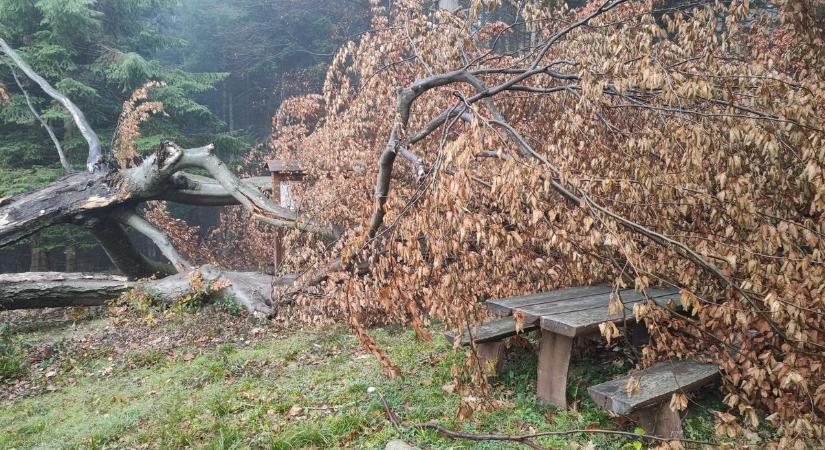 Kidőlt az óriási bükkfa a Kőszegi-hegységben - az ország egyik legöregebb példánya volt