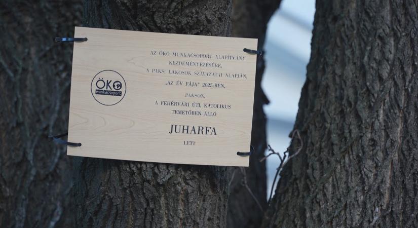 Juharfa lett az év fája 2025-ben Pakson