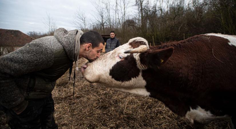 Riasztó: szarvasmarháról átterjedt az ijesztő betegség az emberre