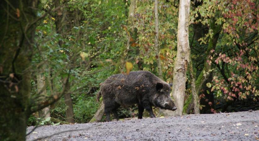 Elképesztő videó a budapesti balesetről: vaddisznó rontott neki egy autónak