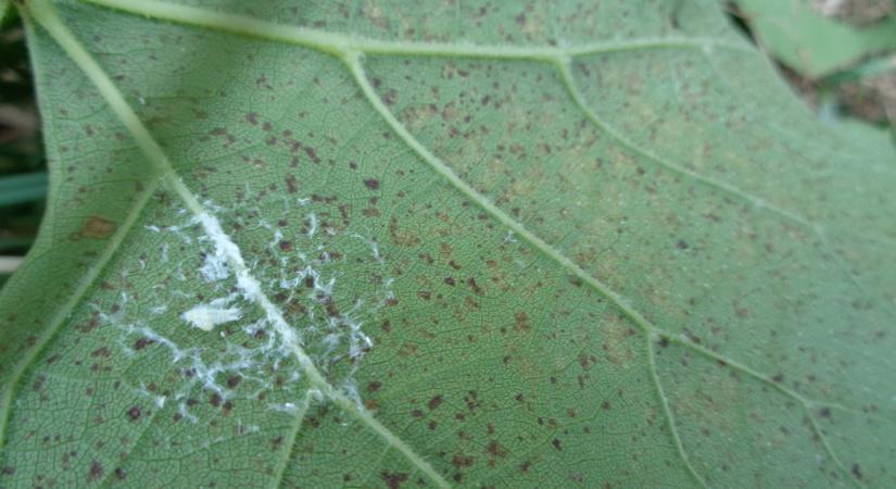 Találtak két fegyvert a szőlőkabóca ellen – óvatos az optimizmus