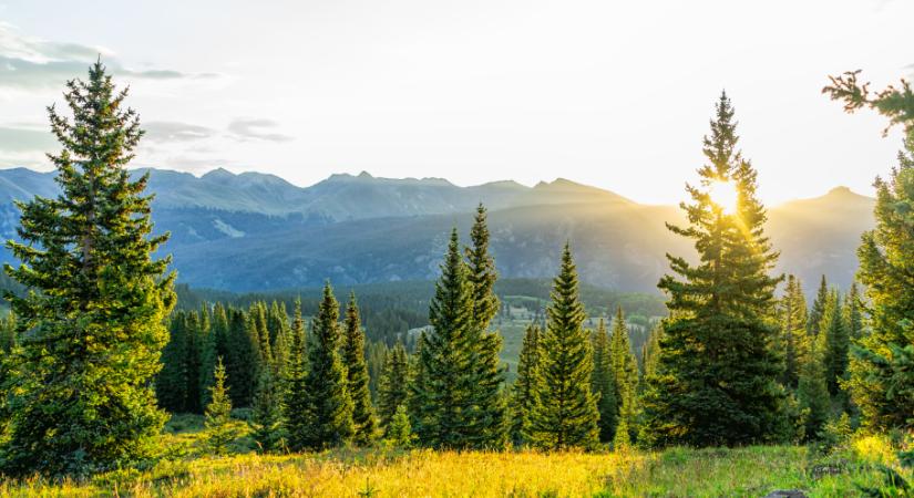 Megvan az ország karácsonyfája – mutatjuk, honnan érkezik