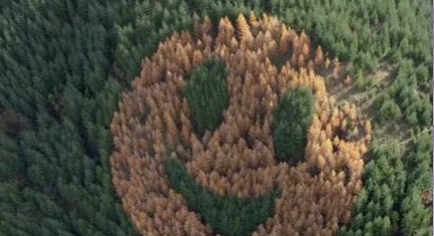 Őszi meglepetés az autósoknak: fákból rajzolt mosoly fogadja őket VIDEÓ