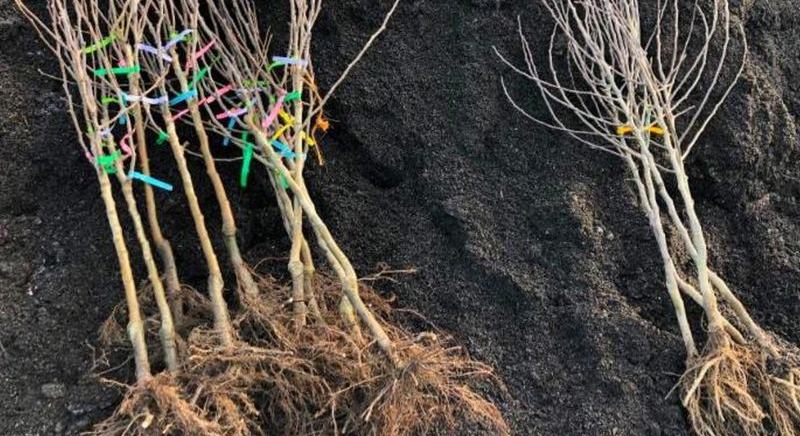 Hogyan kell védeni a frissen ültetett gyümölcsfákat?