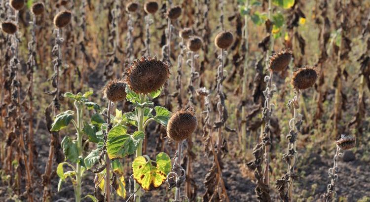Ha ez így megy, nemcsak az orosz búzával lesz gondunk