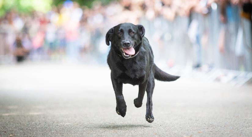 Hatalmas mentőakció indult – 109 kutyát mentettek meg