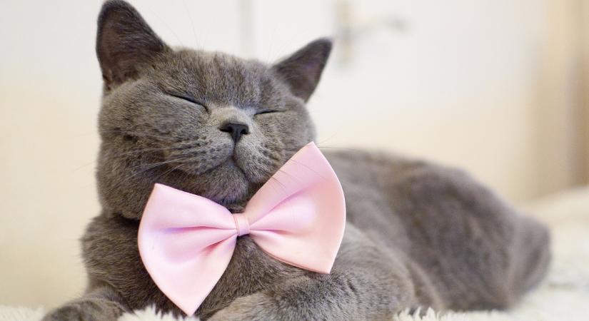 Ezt a 3 csillagjegyet most mindenki irigyelni fogja