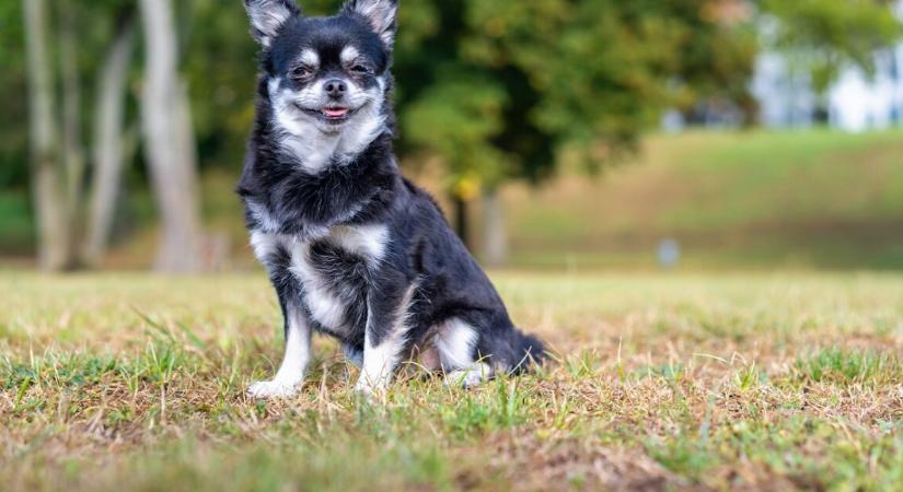 Karácsonyi csoda – az ALS‑ben szenvedő gazdi újra sétáltathatja a kutyáját