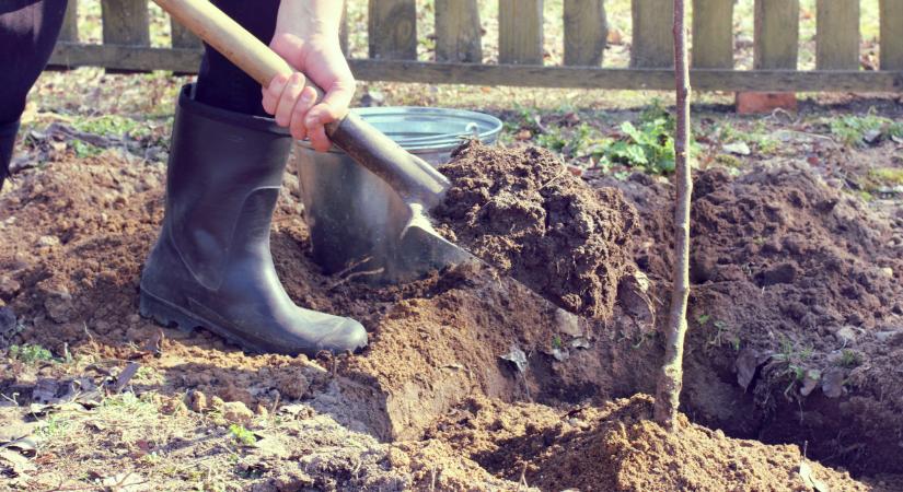 Végzetes hiba a gyümölcsfák ültetésekor: mutatjuk, mit ne csinálj
