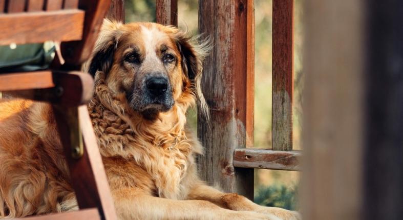 5 káros szokás, amivel megrövidítheted a kutyád életét