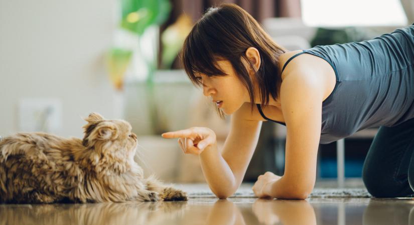 Ez történik, ha ujjal mutogatsz a macskára (videó)