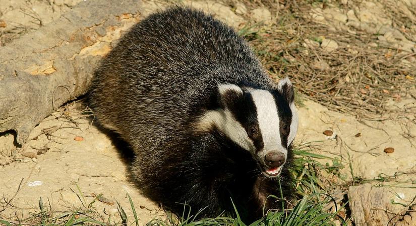 Videón, ahogy borz grasszál az érdi bevásárlóközpontban