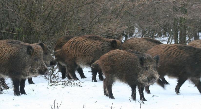 Életveszélyes lehet a kirándulás a Bakonyban, mutatjuk, hol lesznek vadászatok ( térképek)