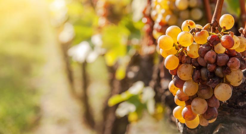 Szereted a tokaji aszút? Akkor ennek a hírnek örülni fogsz