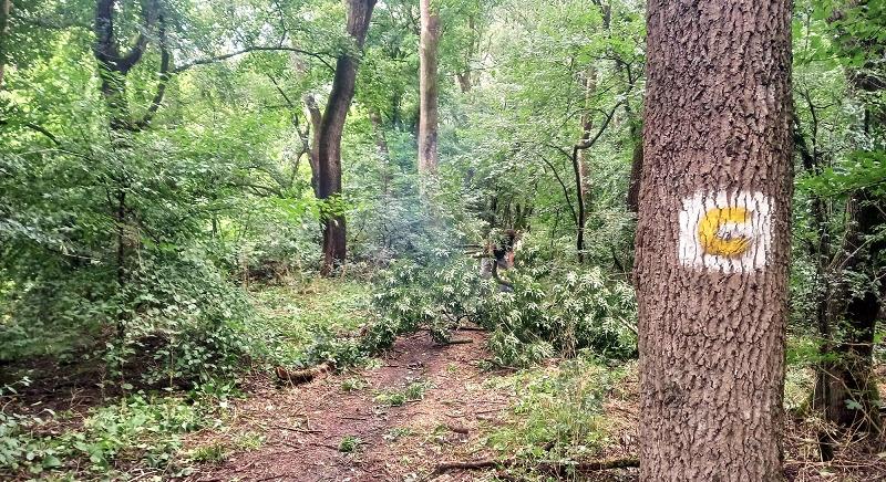 Debreczeni László: A közbirtokosságok nulla adóval is működhetnének