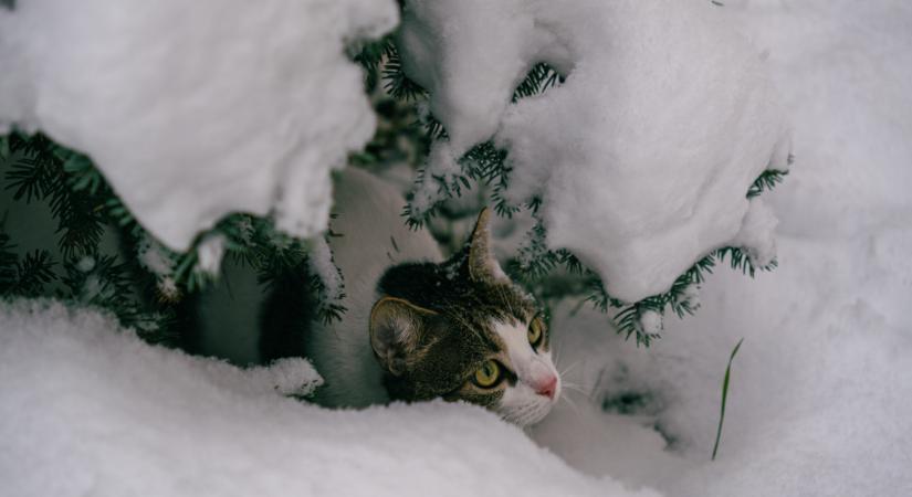 Fehérbe borult az ország egy része: sok helyen havazott az éjjel Fotók!