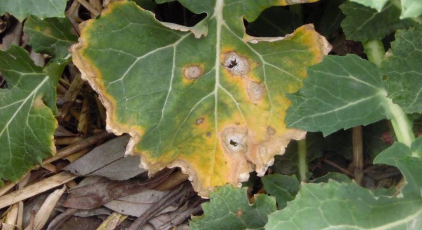 Veszélyben a repce: terjed a fómás levélfoltosság