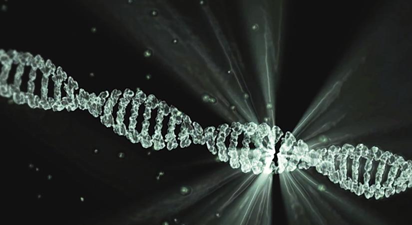 Hatékonyabb és pontosabb a génszerkesztés egy magyar kutatók által kidolgozott új eljárással