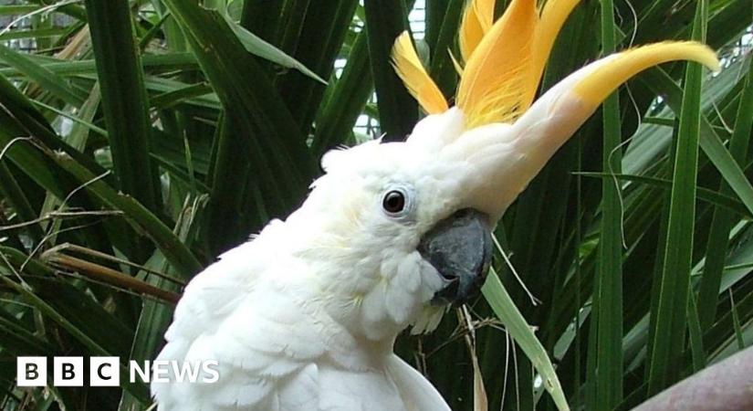 A dublini állatkert a magyar–ír meccs hőséről nevezte el a papagáját