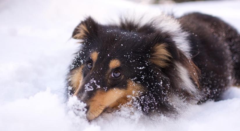 A legjobb állatbarát téli praktikák az udvaron