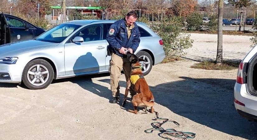 Akcióban a négylábú rendőrök: látványos kutyakiképzést tartottak Veszprémben