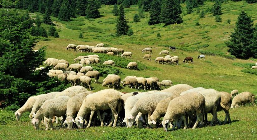 Meddig csökkenhet még az EU juh- és kecskeállománya?