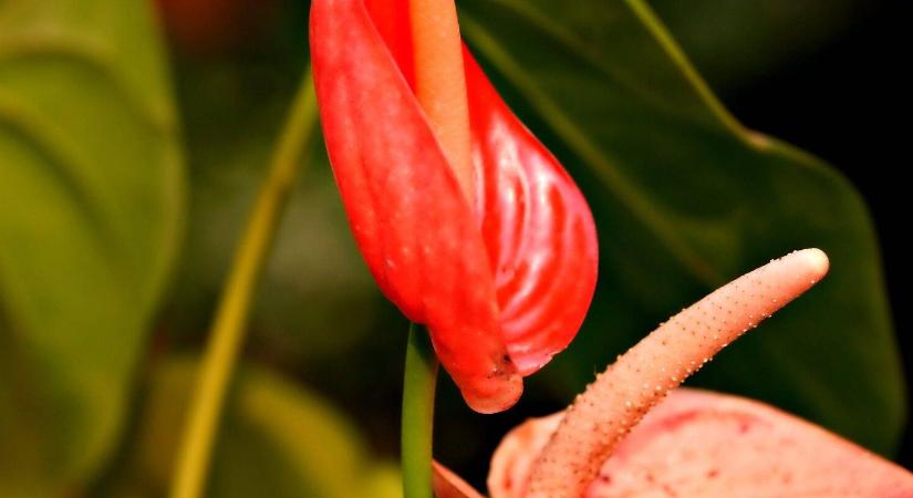 Végre virágzik! Csak ennyi kell a flamingóvirághoz