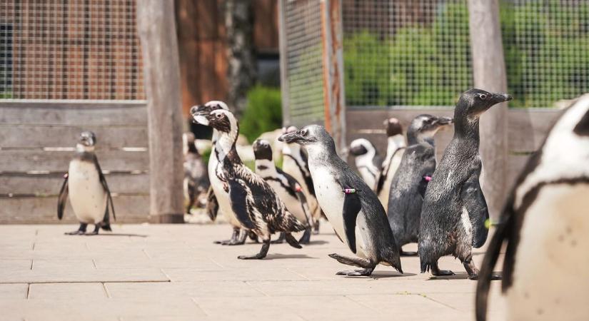 Sétáló pingvinek, termelői vásár, adventi hangolódás – így kapcsolódhatunk ki a hétvégén a Jászkunságban
