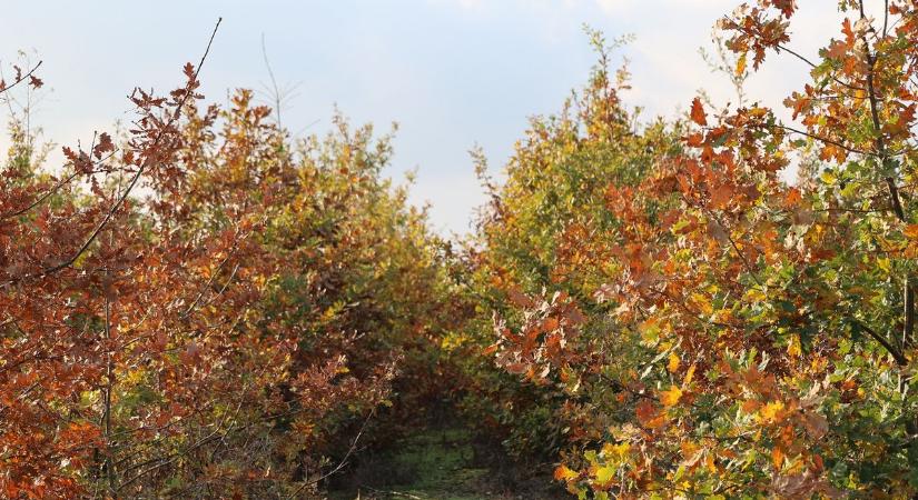 Új erdők születnek