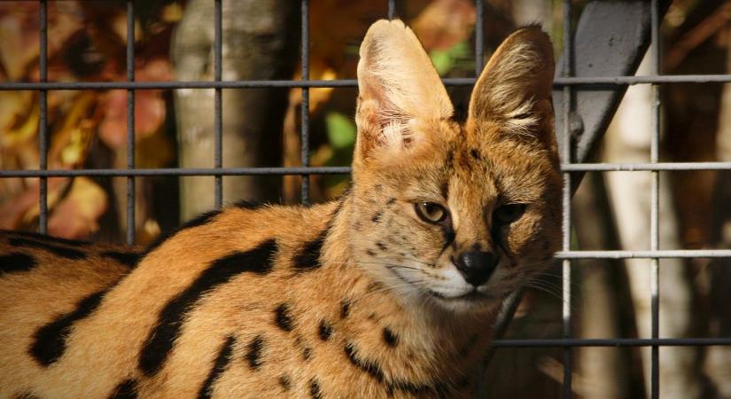 Szigorú tekintet, fekete orr, hatalmas fülek: ő a pécsi állatkert új sztárja