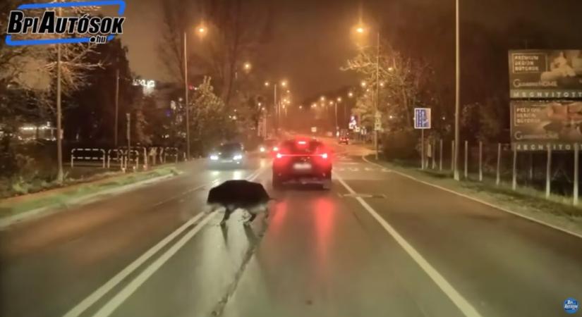 Fejjel szaladt a Lexusba egy vaddisznó a Budaörsi úton