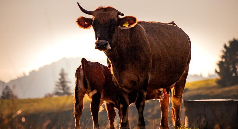 Metánkibocsátás mérséklése a bendőben, közvetlenül a kibocsátás forrásánál