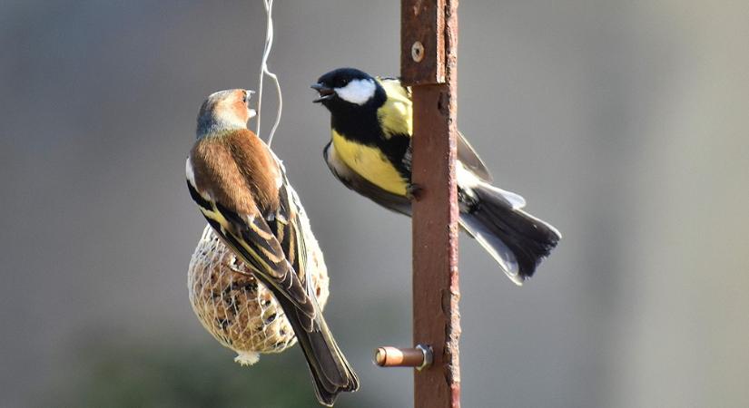 Ki rabol rá a cinkegolyóra? – A madáretetők titkos forgalma, ahol néha a cinkék a legnagyobb hiányzók