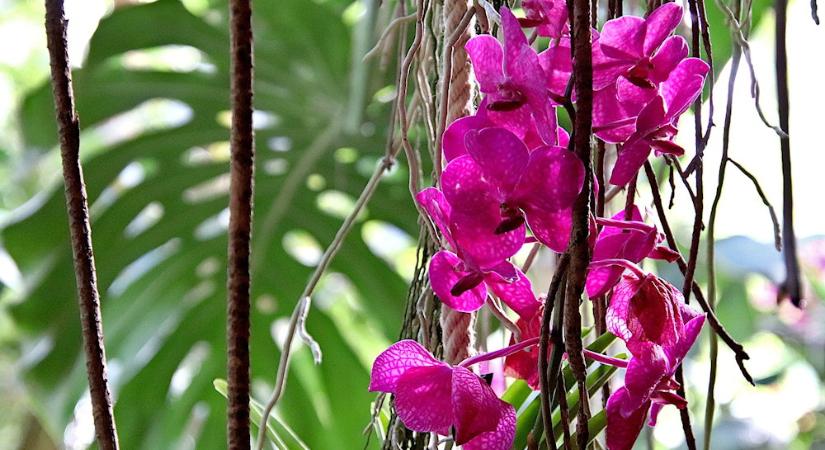 Szobanövények növénytársítása – mítosz, varázslat vagy működő zöldcsapat?