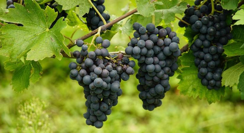 Több támogatás, kevesebb bürokrácia a borágazatban