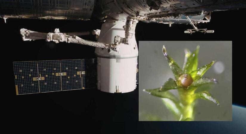 Moht ltettek a Nemzetkzi rlloms klsejre