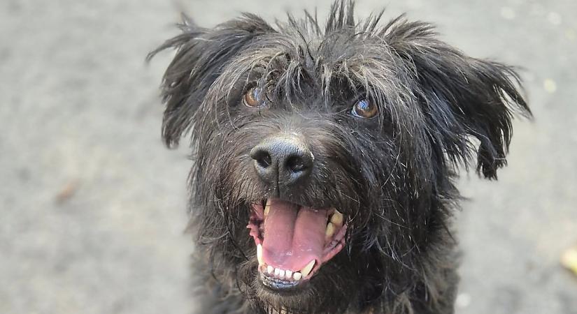 Elemér nagyon szeretne egy saját családot