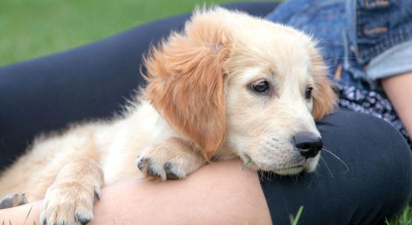 Ingyenes tudás, ami megváltoztatja a felelős állattartást – megérkezett a megújult Gazdijogsi