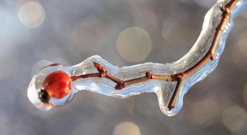 A téli csend értelme a kertben