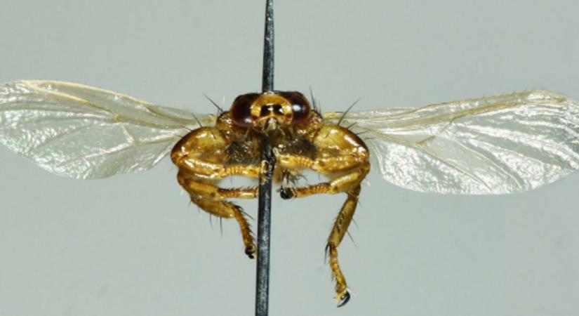 Újabb furcsa vérszívó bukkant fel hazánkban: itt a japán szarvas-kullancslégy