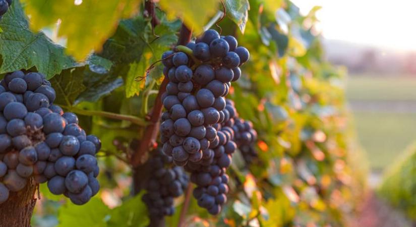 Ez lehet talán az egyetlen remény a magyar szőlők megmentésére