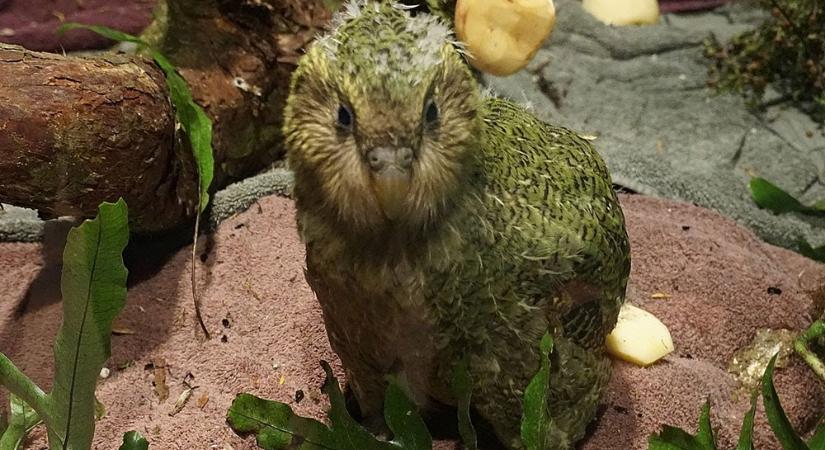 A világ egyetlen röpképtelen papagája és a félelmetes „crusty bum” – hogyan vigyáznak a kākāpōkra, és mit tanulhatunk ebből hobbiállatosként?