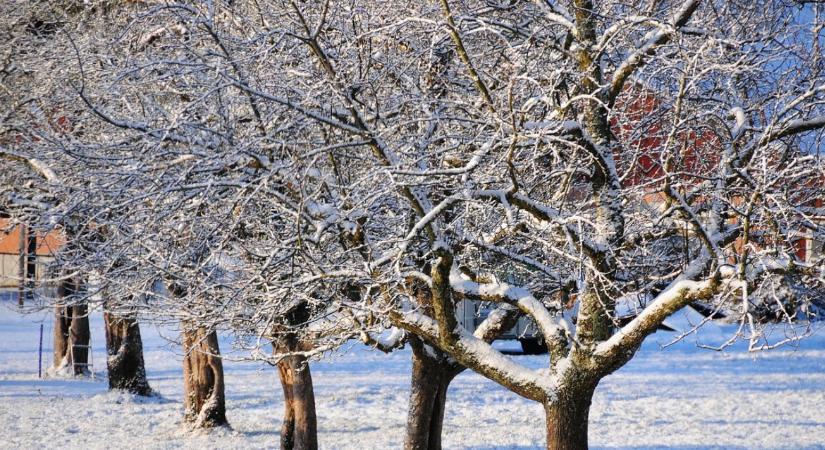 Gyümölcsfa törzsvédelem télen – napsütés okozta kéregrepedés ellen