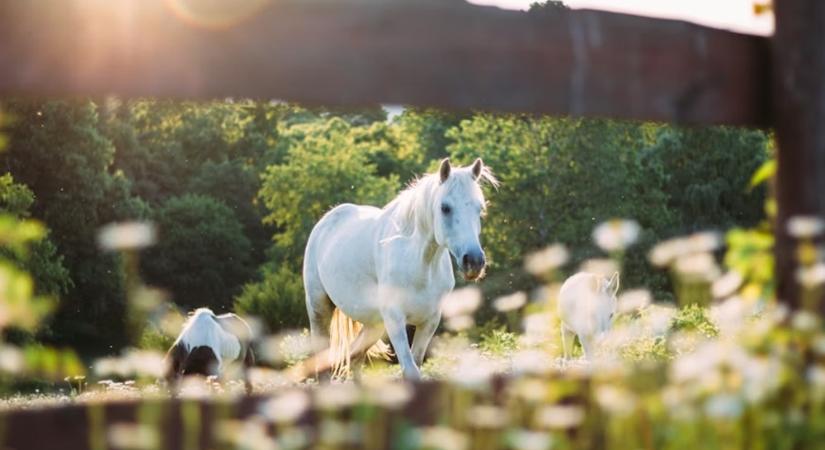 Mit árulnak el a lovak az emberi egészségről? Meglepő kutatások a közös betegségekről
