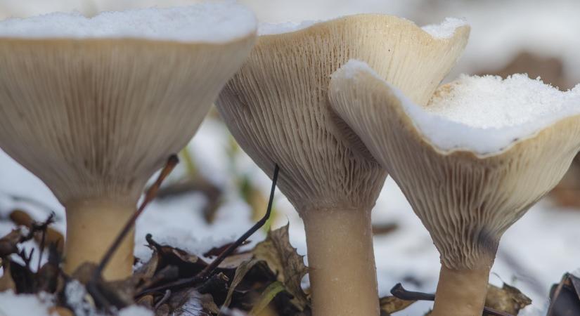 Időjárás: leesett az első hó