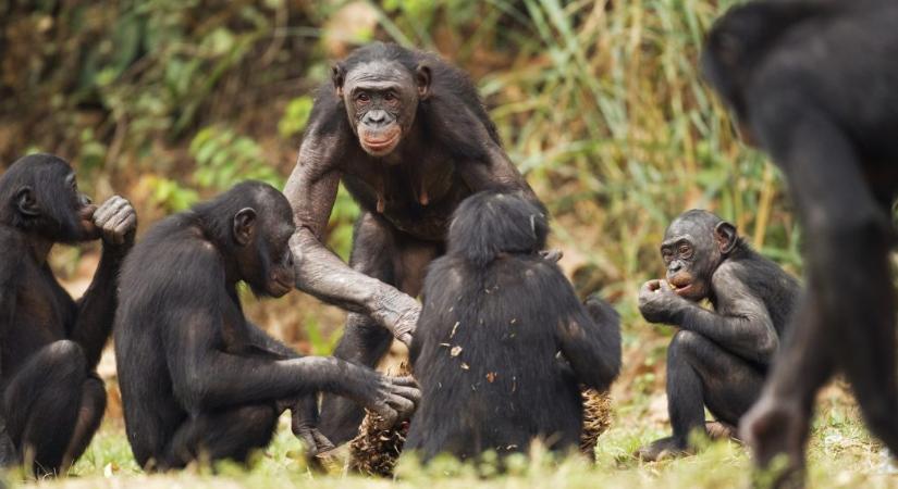 Példátlan brutalitást figyeltek meg a bonobóknál