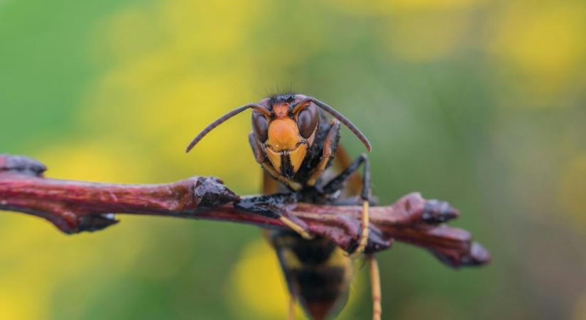 Emberre is veszélyes invazív darázsfaj jelent meg Európában