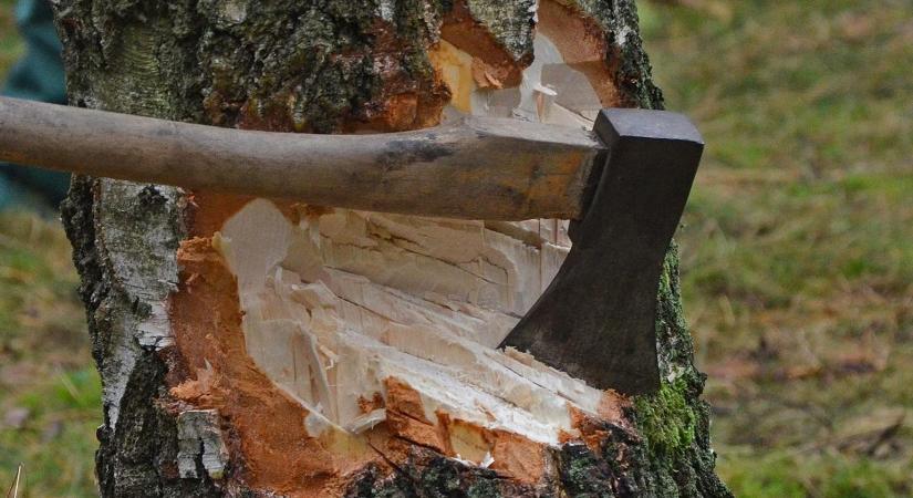 Fa kivágása otthon: mikor kötelező a szakember?