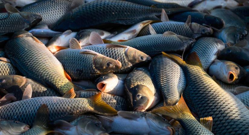 Azt ígérik, nem drágul a fő karácsonyi fogás